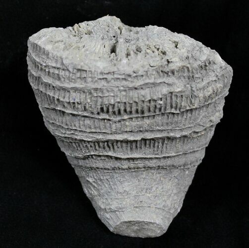 Fossil Horn Coral (Placosmilia) - Cretaceous #25598
